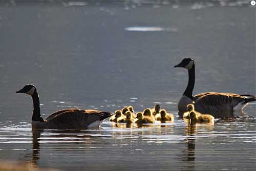 Ducks swim by at Crystal Lake State Park (photo credit: Barry Solman)