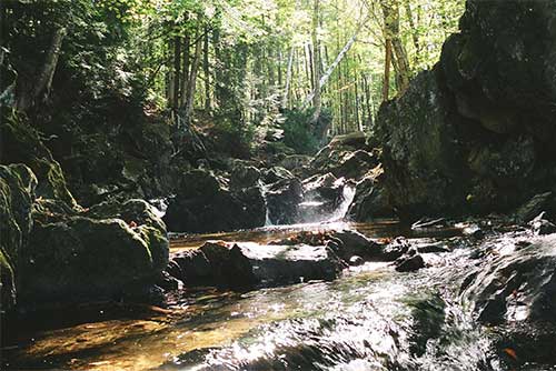 A hidden brook in Gifford Woods