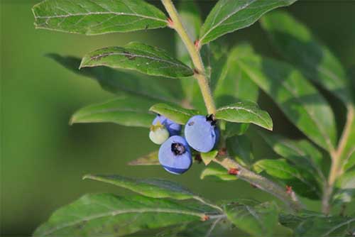 Wild blueberries at Lowell Lake State Park (photo credit: Lene Gary)