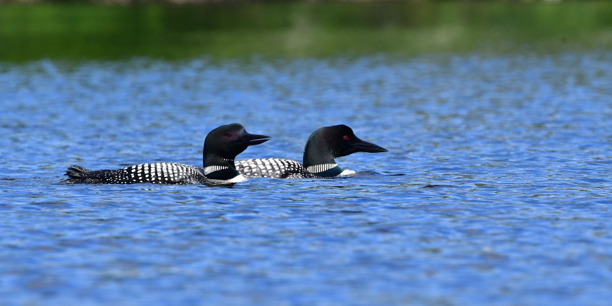A pair of loons swimming at Brighton State Park