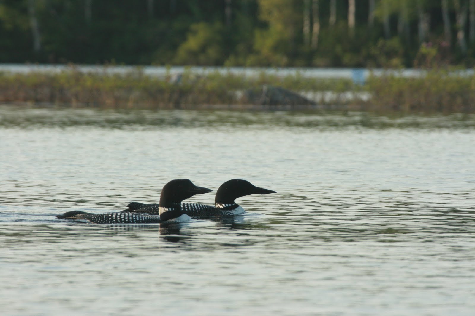 Loons at Spectacle Pond