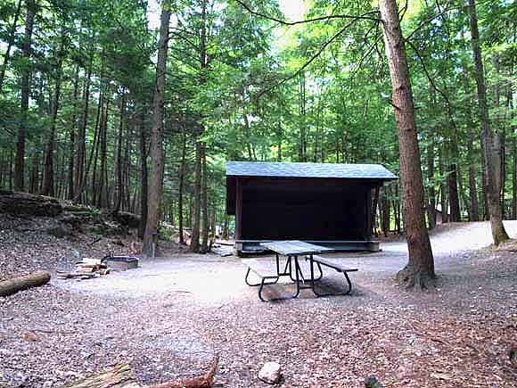 Lean-to Forsythia