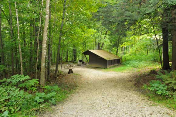 Lean-to Sycamore