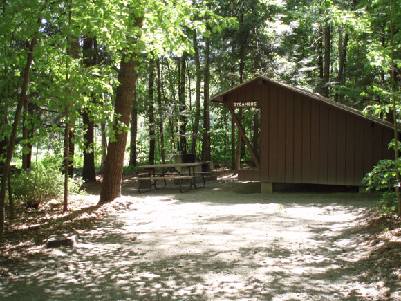 Prime Lean-to Sycamore